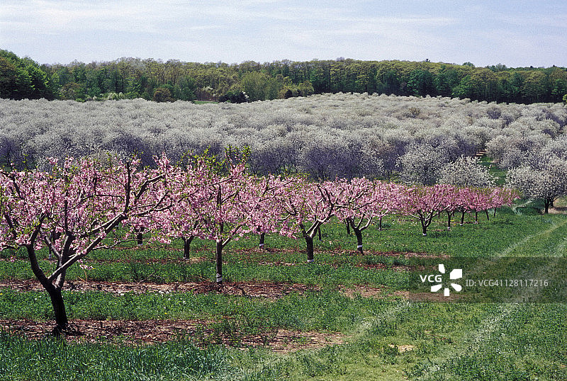 美国密歇根州桃子和酸樱桃园图片素材