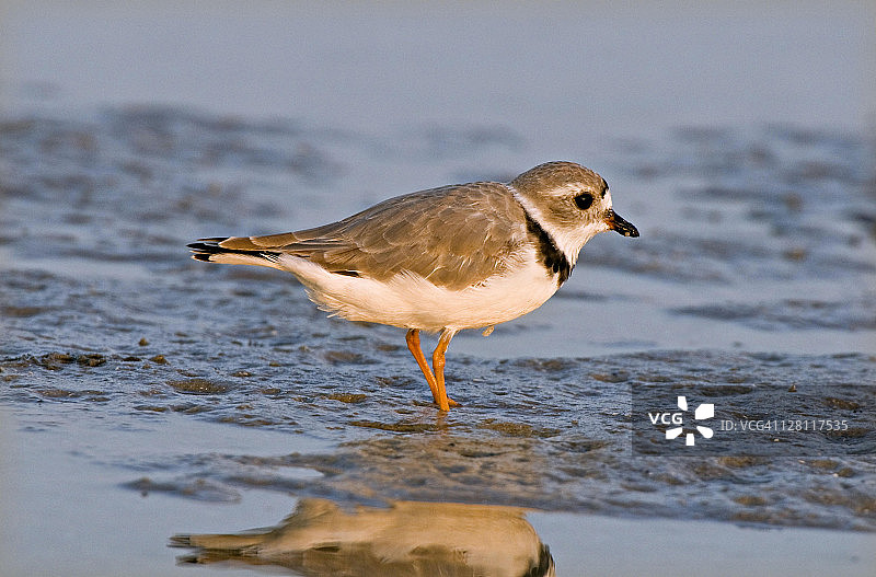 半蹼鸻，常见于海滩、湖岸、潮滩。佛罗里达州德索托堡州立公园图片素材