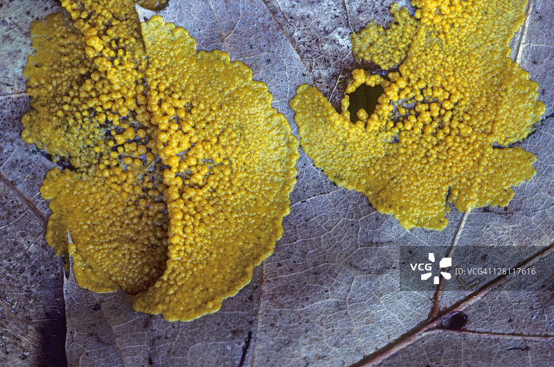 叶子上粘液霉菌菌丝体的早期形成图片素材