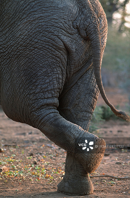 非洲象后腿休息，于南非克鲁格国家公园图片素材