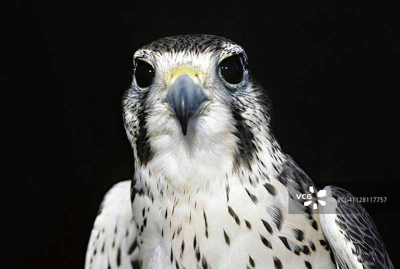 草原隼图片素材