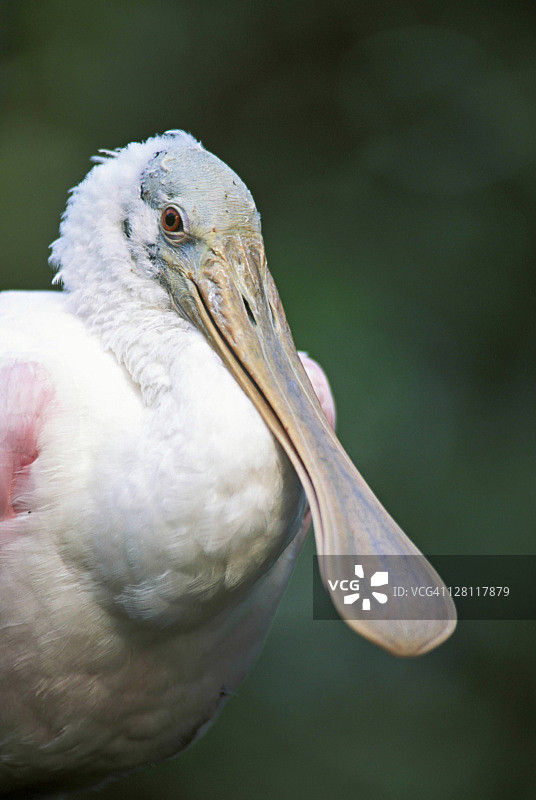 美洲红鹮图片素材