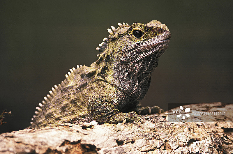 喙头蜥，新西兰斯蒂芬斯岛的原始特有爬行动物图片素材