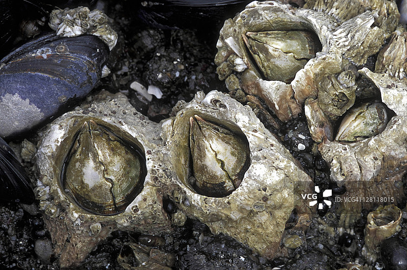 加州海虹与海螺，固着甲壳动物，俄勒冈州海岸图片素材