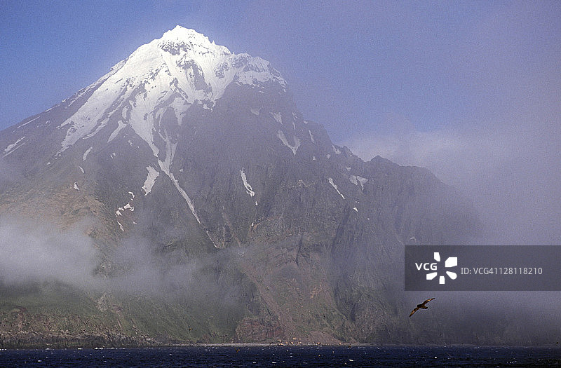 阿拉斯加阿留申群岛：北极海燕在查古拉克岛前飞行，夏季雾气图片素材
