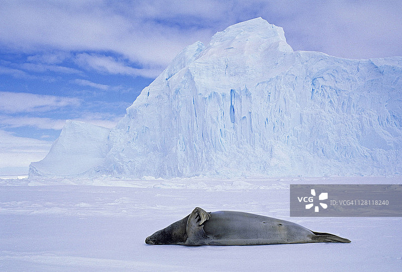 在冰上睡觉的食蟹海豹，南极洲图片素材