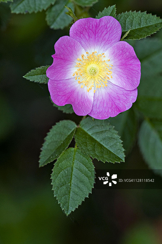 伍兹蔷薇（或野蔷薇），伍兹蔷薇，栖息地：蒙大拿州国家野牛保护区山区的潮湿树林和溪岸图片素材