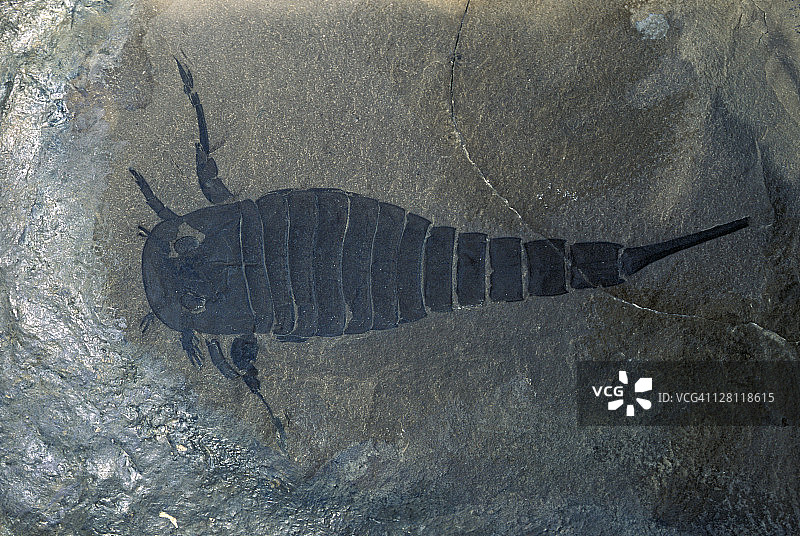 化石：志留纪板足鲎图片素材