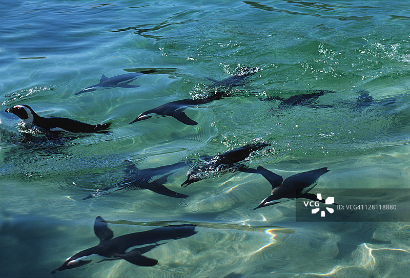 在海中游泳的企鹅，濒危物种图片素材