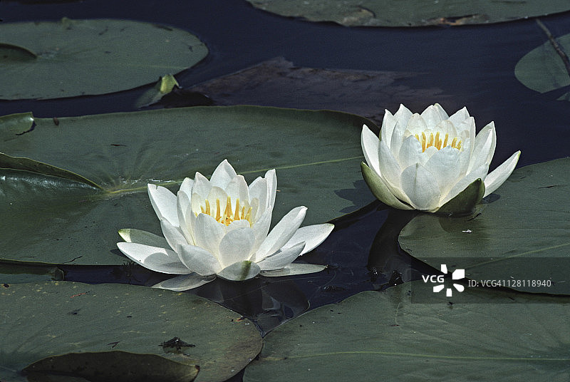香水莲漂浮水生植物图片素材