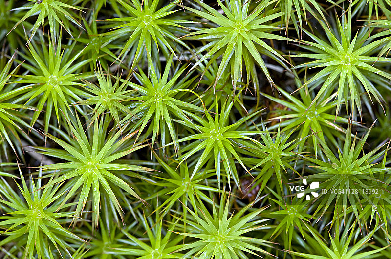 美国新罕布什尔州：地钱孢子体图片素材