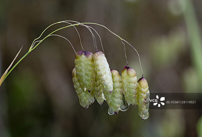 响尾草，产于美国加利福尼亚州红木国家公园，常用于插花图片素材