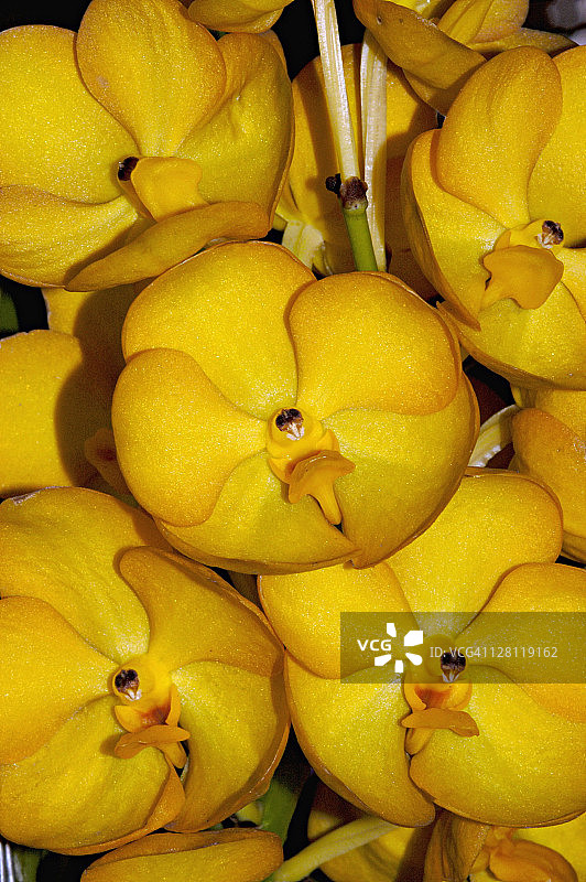 泰国万代兰杂交兰花图片素材