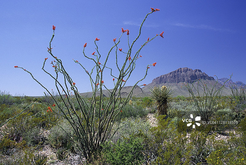 美国得克萨斯州奇瓦瓦沙漠风光图片素材
