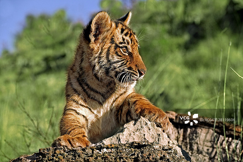 在南非拍摄的两个月大的虎崽图片素材