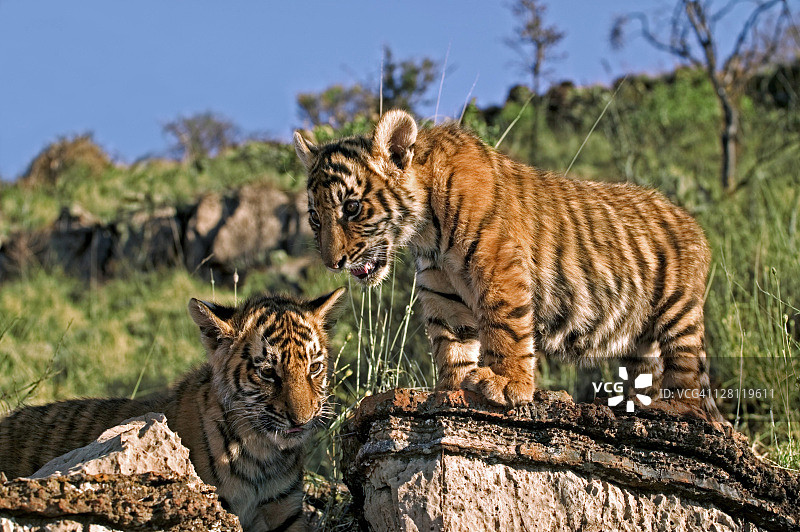 两个月大的虎崽，摄于南非图片素材
