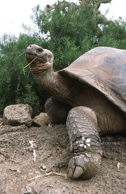 加拉帕戈斯象龟，查尔斯·达尔文研究站图片素材