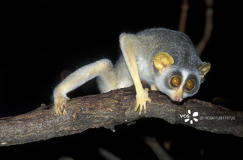 细长懒猴，缓步懒猴，印度图片素材