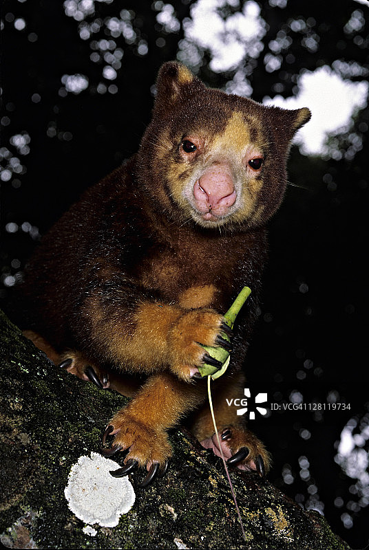 马氏树袋鼠，濒危物种，巴布亚新几内亚图片素材