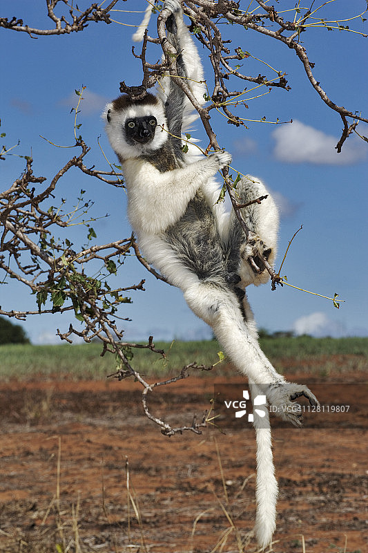 韦氏冕狐猴挂在树枝上图片素材