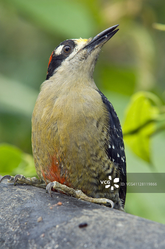黑颊啄木鸟：摄于哥斯达黎比图片素材