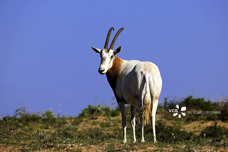 弯角剑羚：重引入摩洛哥苏斯-马萨国家公园，已在野外灭绝，生理上适应沙漠生活图片素材