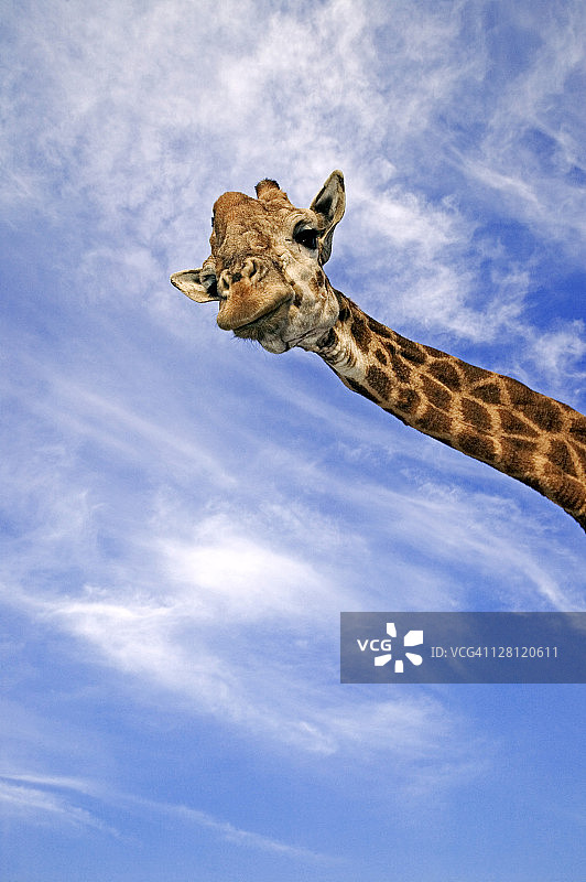 南方长颈鹿，南非图片素材