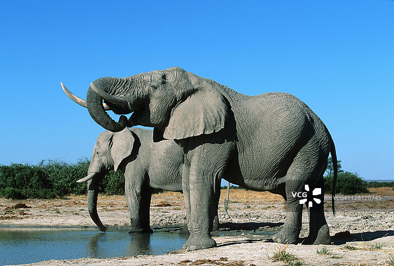 非洲象，成年公象在水坑边饮水，位于博茨瓦纳乔贝国家公园图片素材