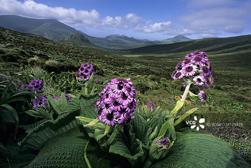 亚南极本土巨草，雏菊，新西兰坎贝尔岛图片素材