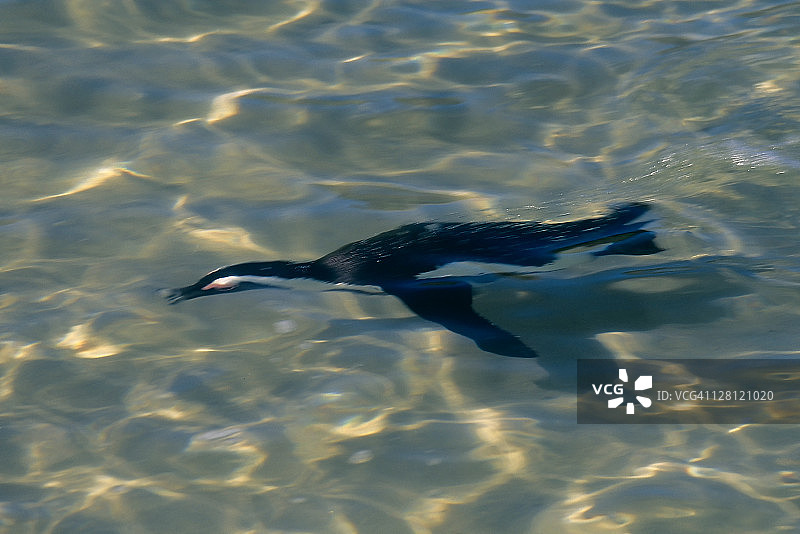 非洲企鹅在水下，南非开普半岛图片素材