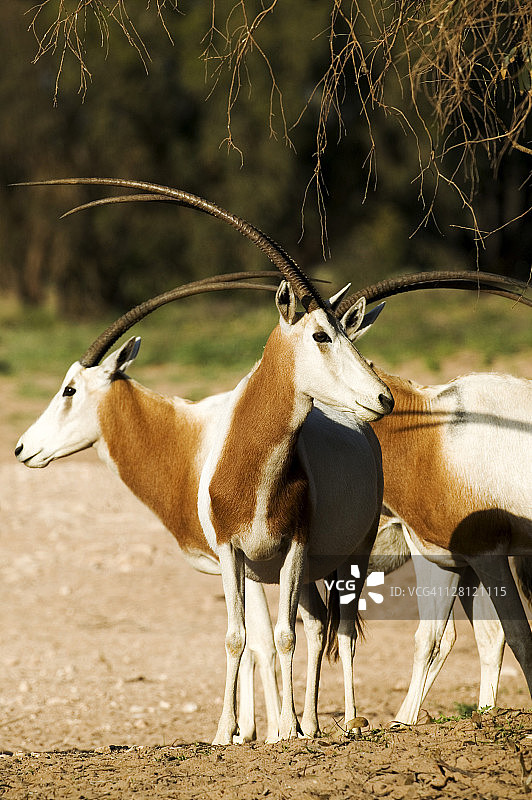弯角剑羚：重引入摩洛哥苏斯-马萨国家公园，已在野外灭绝，生理上适应沙漠生活图片素材