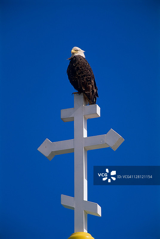 俄罗斯教堂十字架上的白头海雕，阿拉斯加乌纳拉斯卡岛图片素材