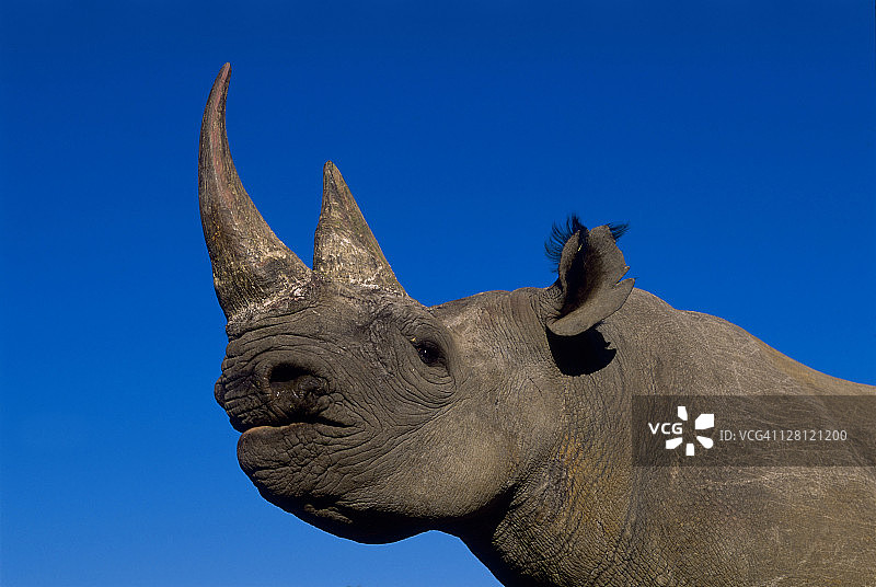 黑犀牛特写，非洲撒哈拉以南图片素材