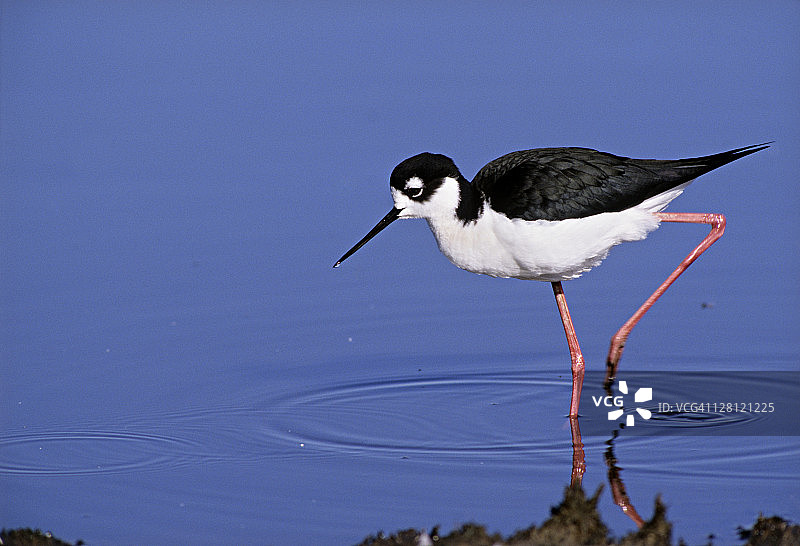 黑颈长脚鹬，旧金山湾湿地图片素材