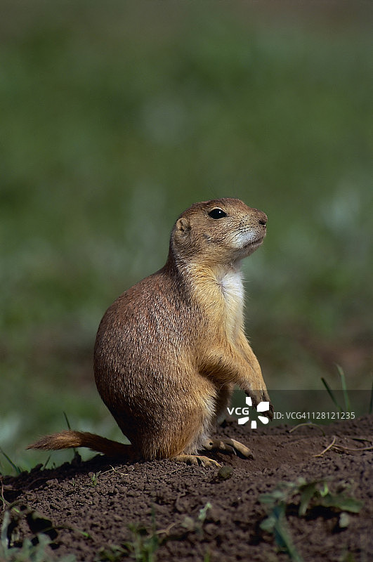 黑尾草原犬鼠图片素材