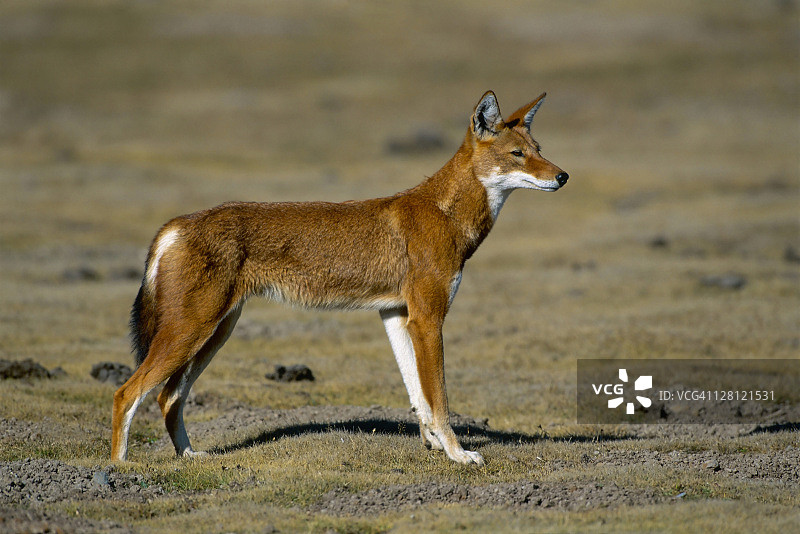 埃塞俄比亚狼，犬，极度濒危图片素材