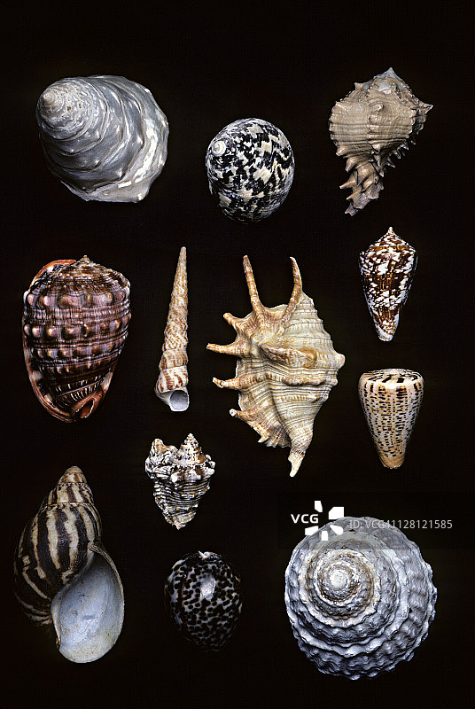 腹足纲动物多样性图片素材