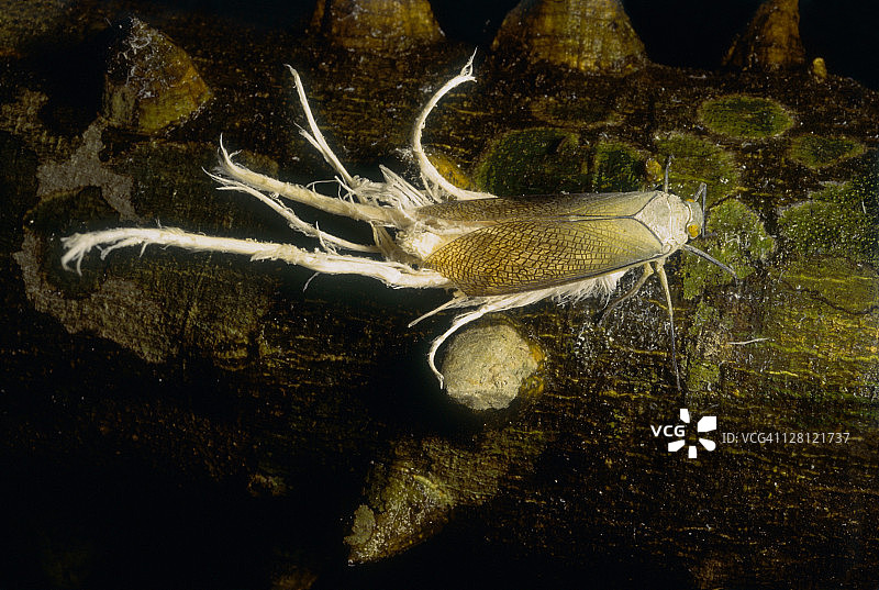 科斯达黎加马努埃尔·安东尼奥国家公园的蜡蝉图片素材