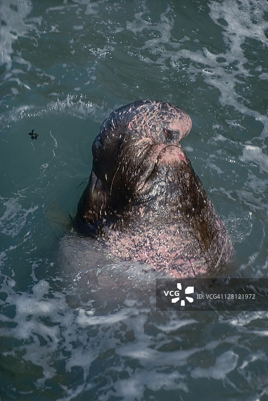 北方象海豹图片素材