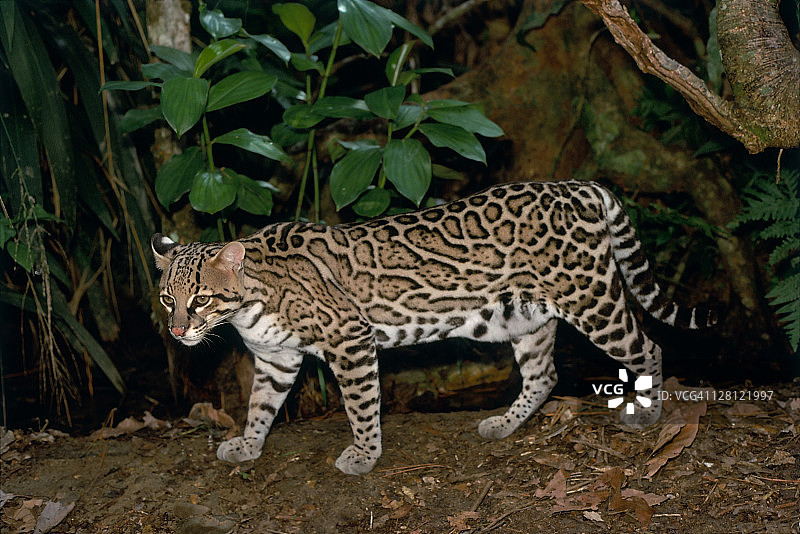 美洲豹图片素材