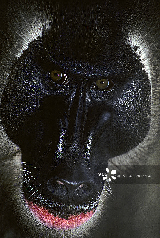 PA056-2 钻头，濒危喀麦隆白面山魈，非洲图片素材