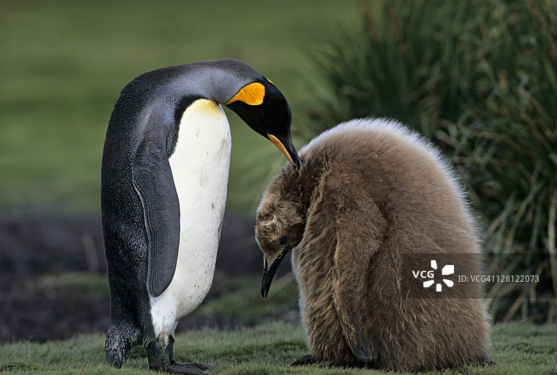 帝企鹅和幼崽；南乔治亚岛，亚南极地区图片素材