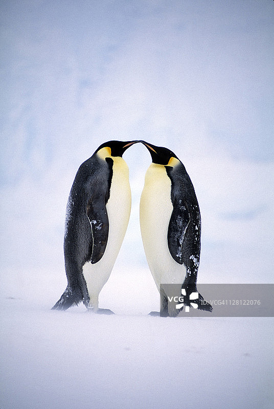 南极洲雪暴中求偶的帝企鹅图片素材