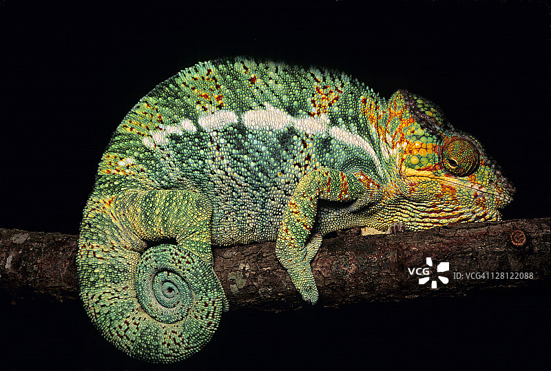 雄性豹变色龙（查美 chameleon PARDALIS）；马达加斯加H图片素材