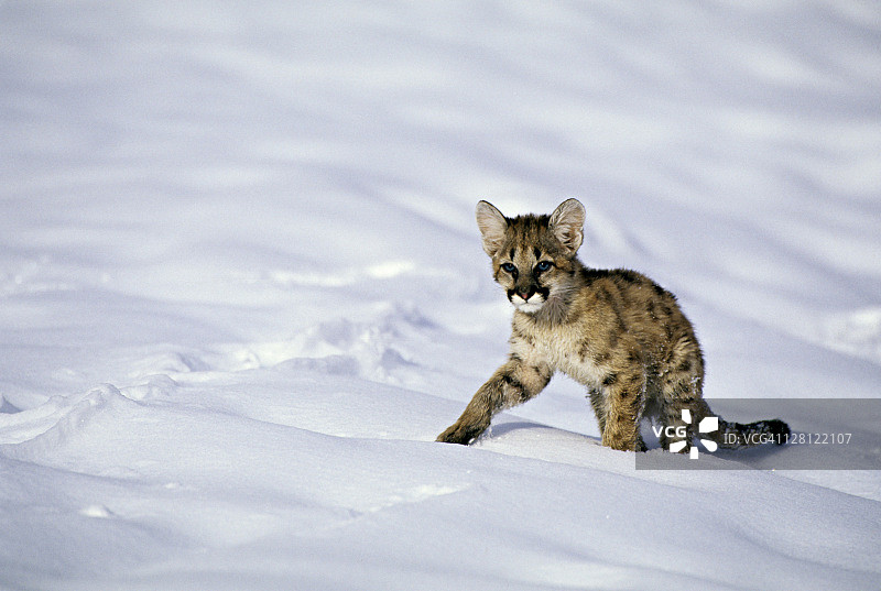 美洲狮幼崽，犹他州温塔国家森林图片素材
