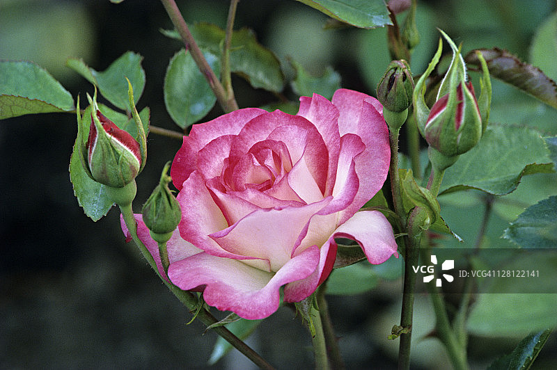 PA187-1 玫瑰；加拿大不查特花园。图片素材