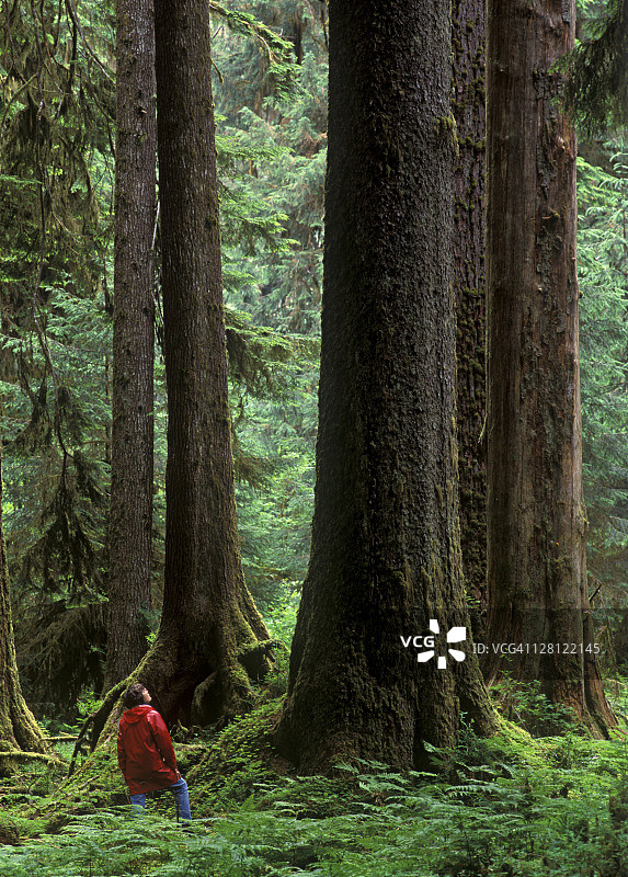 在华盛顿奥林匹克国家公园原始森林中徒步旅行的人图片素材