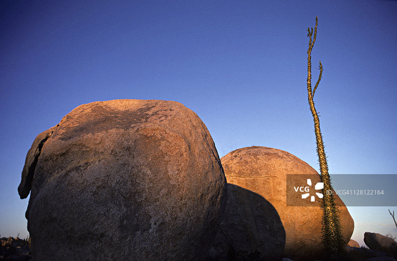 PA229-3柱状木属植物和花岗岩；墨西哥下加利福尼亚（火成岩）图片素材