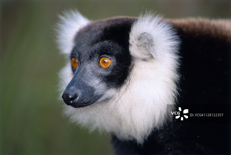 马达加斯加曼塔迪国家公园的赤领狐猴，濒危物种图片素材