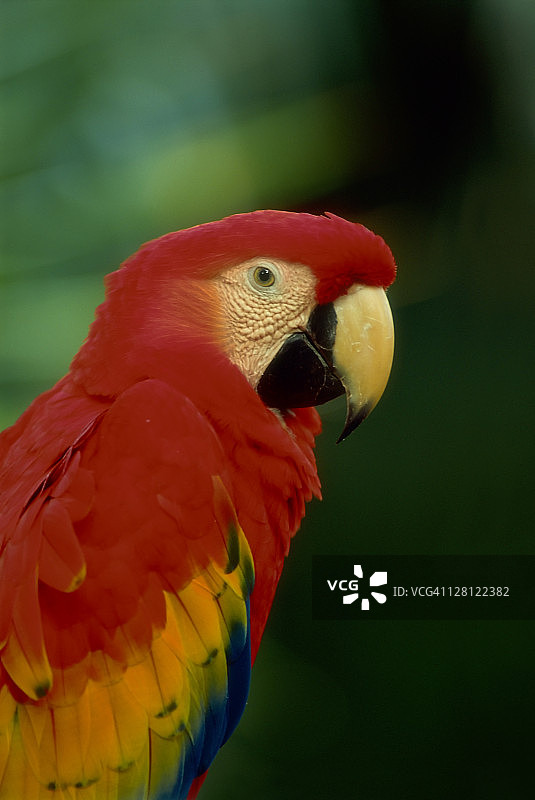 红金刚鹦鹉，濒危物种，原产于南美洲，在宠物交易中被偷猎图片素材